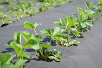 Агротекстиль GF Agro черный мат 0,8х150м прочный агротекстиль от сорняков 50г