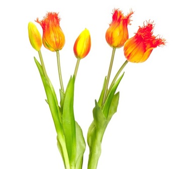 TULIPANY SILIKONOWE BUKIET TULIPANÓW JAK ŻYWY