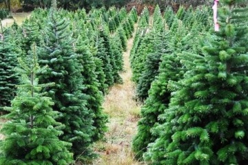Jodła KAUKASKA idealna na ŻYWĄ CHOINKĘ DUŻA JODŁA 160CM Abies Nordmaniana