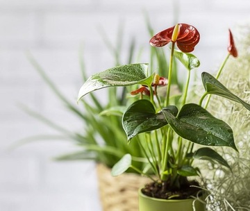 Anturium czerwone anthurium diamond red P9