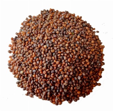 Rukola jednoroczna - nasiona - 100 gram