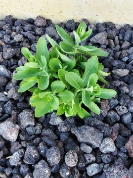 ВУЛКАНИЧЕСКАЯ ЛАВА Настоящий садовый камень 10 кг