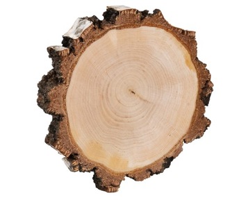 PLASTRY DREWNIANE Brzoza SUCHE krążek 15-20cm SZLIFOWANE