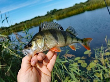 Główka MIKADO Jaws Classic Jig 10g hak: 4/0 - 3szt