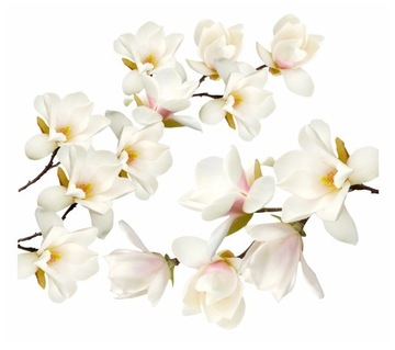 MAGNOLIE białe kwiaty naklejki na ścianę 100x90cm