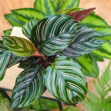 Kalatea calathea ornata 'Sanderiana' | GĘSTA - Łatwa w uprawie roślina