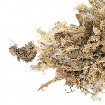 Mech torfowiec SPHAGNUM 6L PODŁOŻE do ukorzeniania