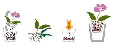 WESTLAND PODŁOŻE ZIEMIA Z SERAMIS KORA SOSNOWA DO STORCZYKA ORCHIDEI 8 L