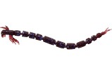 GUMA WESTIN BLOODTEEZ SWEET PLUM 5,5CM 0,5GR