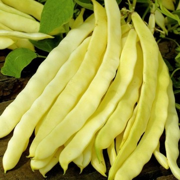 Fasola szparagowa żółta karłowa Maxigold 30g