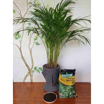 2x ПОЧВА ДЛЯ ЗЕЛЕНЫХ ПАЛЬМ JUK DRACEN 10л