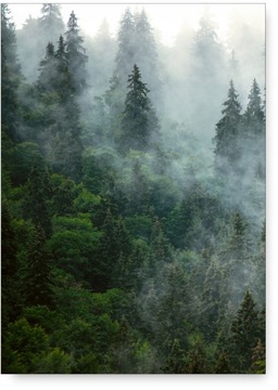 LAS MGŁA ZIELEŃ plakat obraz A1 59,4x84cm #113