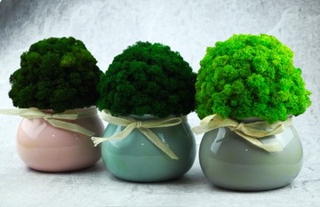 Мох в горшке МИКРОКЛИМАТ БОЧКИ