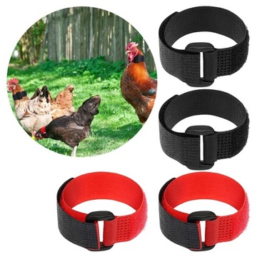 Курица с петушиным воротником кричит 4. Домашняя птица тревожит