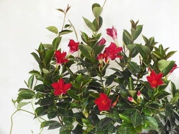 Mandevilla Sundaville Dipladenia Rio Deep Red sadzonka