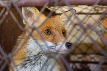 Живая ловушка Оцинкованная клетка ЛОВУШКА ДЛЯ ВЫДРЫ, ЛИСЫ, БОБРА, МУЖЧИН, Прочная, ДВУСТОРОННЯЯ