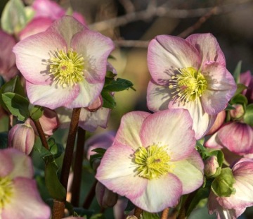 CIEMIERNIK HELLEBORUS HGC ICE N' ROSES ROSETTA