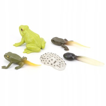 Набор моделей жизненного цикла Модель жизненного цикла 12 см