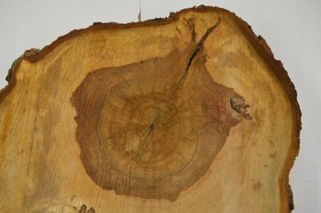 Срез каштана для смол 64x52см гр.8см