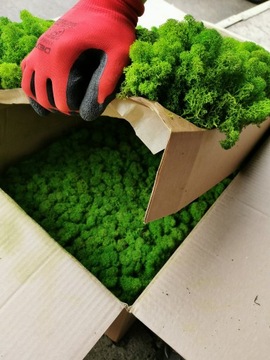 Альпийский мох 500г.