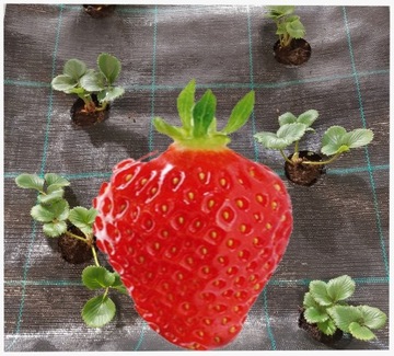 Агроткань с ОТВЕРСТИЯМИ для КЛУБНИКИ 80 см х 10 м