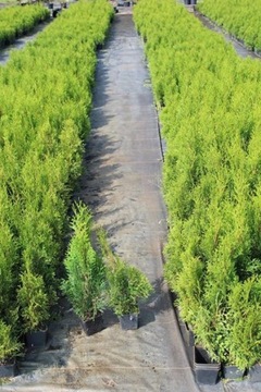 Агроткань, большие ОТВЕРСТИЯ под ТРУСЫ каждые 50см, 1,1х10м.