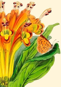 KARNET B6 Z KOPERTĄ ALSTROMERIA