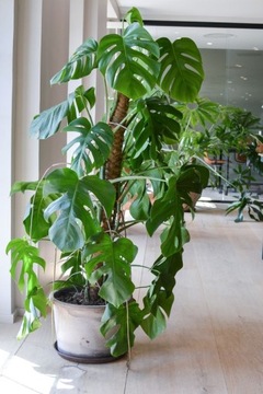 Субстрат ЗЕМЛЯ ДЛЯ МОНСТРИЯ Удобрение СЕРАМИС Перлит 8л