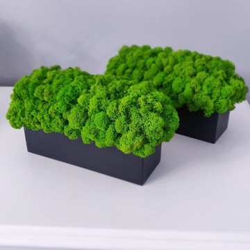 Декоративный мох Хроботек в горшке 20см, подарок