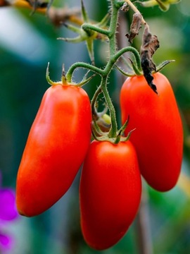 INTERMAG WAPNOVIT TURBO 1л КАЛЬЦИЕВОЕ УДОБРЕНИЕ