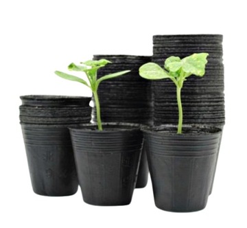 DONICZKI DO ROZSAD produkcyjne SADZONKI 9CM 50 SZT