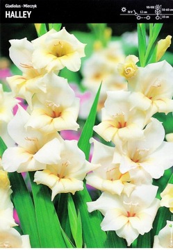 Cebulka Mieczyk Gladiolus Halley 5szt