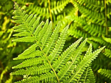 СУБСТРАТ ПАПОРОТНИКА FERN STERLUX 5л