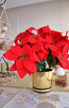 Donica26 большой Рождественский цветок Вифлеемской звезды