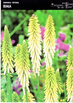 Kłącze Trytoma Kniphofia Białe 1szt