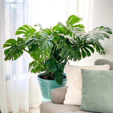 Monstera Deliciosa, Piękna , DUŻA , 70 cm P17