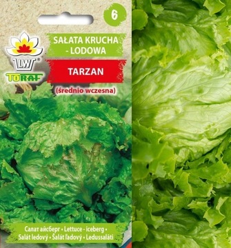 NASIONA WARZYW SAŁATA LODOWA Tarzan krucha nasiona
