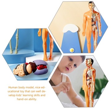 МОДЕЛЬ АНАТОМИИ ЧЕЛОВЕКА, МАНЕКЕН ДЛЯ ДЕТЕЙ, ГОЛОВОЛОМКА ДЛЯ ТЕЛА