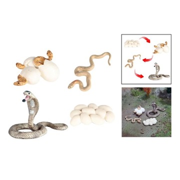 Модель роста Дошкольная биология