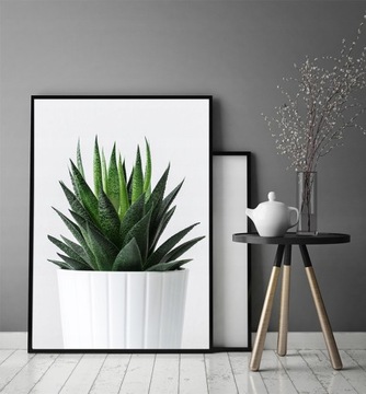 КАРТИНА-ПОСТЕР В РАМКЕ 33х43 см Кактус P649