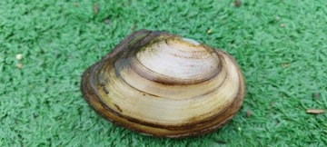 Małż Małże Małża SZCZEŻUJA OCZYSZCZA FILTRUJE WODĘ