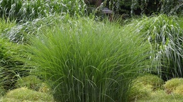 Грунт для декоративных трав 35л вокас