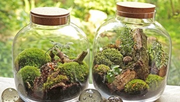 LAS W SŁOIKU : Żwirek Bursztynowy Rzeczny 1KG