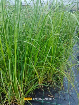БОЛЬШАЯ БЕЛАЯ пампасная трава для сада и вокруг пруда