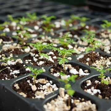 САДОВЫЙ ВЕРМИКУЛИТ Добавка к почве с элементами удобрения 2-4мм 5л