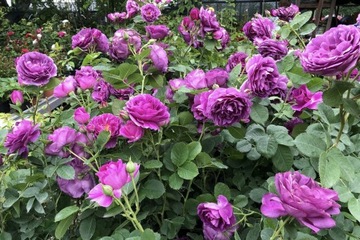 Róża rabatowa fioletowa pachnąca.