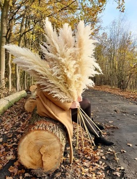 Сушеная пампасная трава Premium Lux XL бежевый 140см ваза для сухих трав