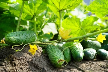 COMPO БИО ПОЧВЕННЫЙ СУБСТРАТ ГУМУС САДОВЫЙ КОМПОСТ