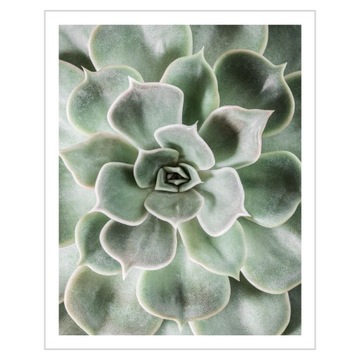 Plakat 24x30 Zjawiskowa eszeweria