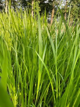 Tatarak zwyczajny Acorus calamus do oczka wodnego rośliny na brzeg do stawu